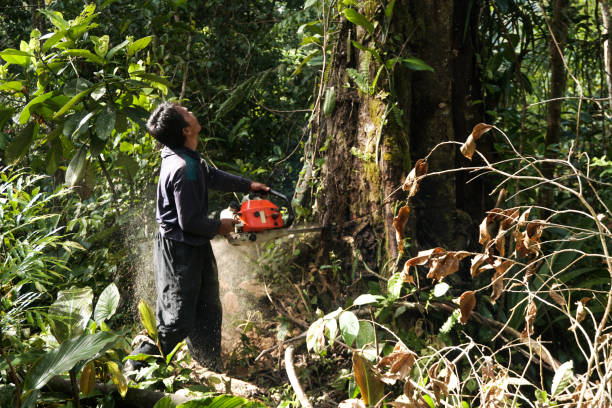 Trusted Auburn, GA Tree Removal Experts